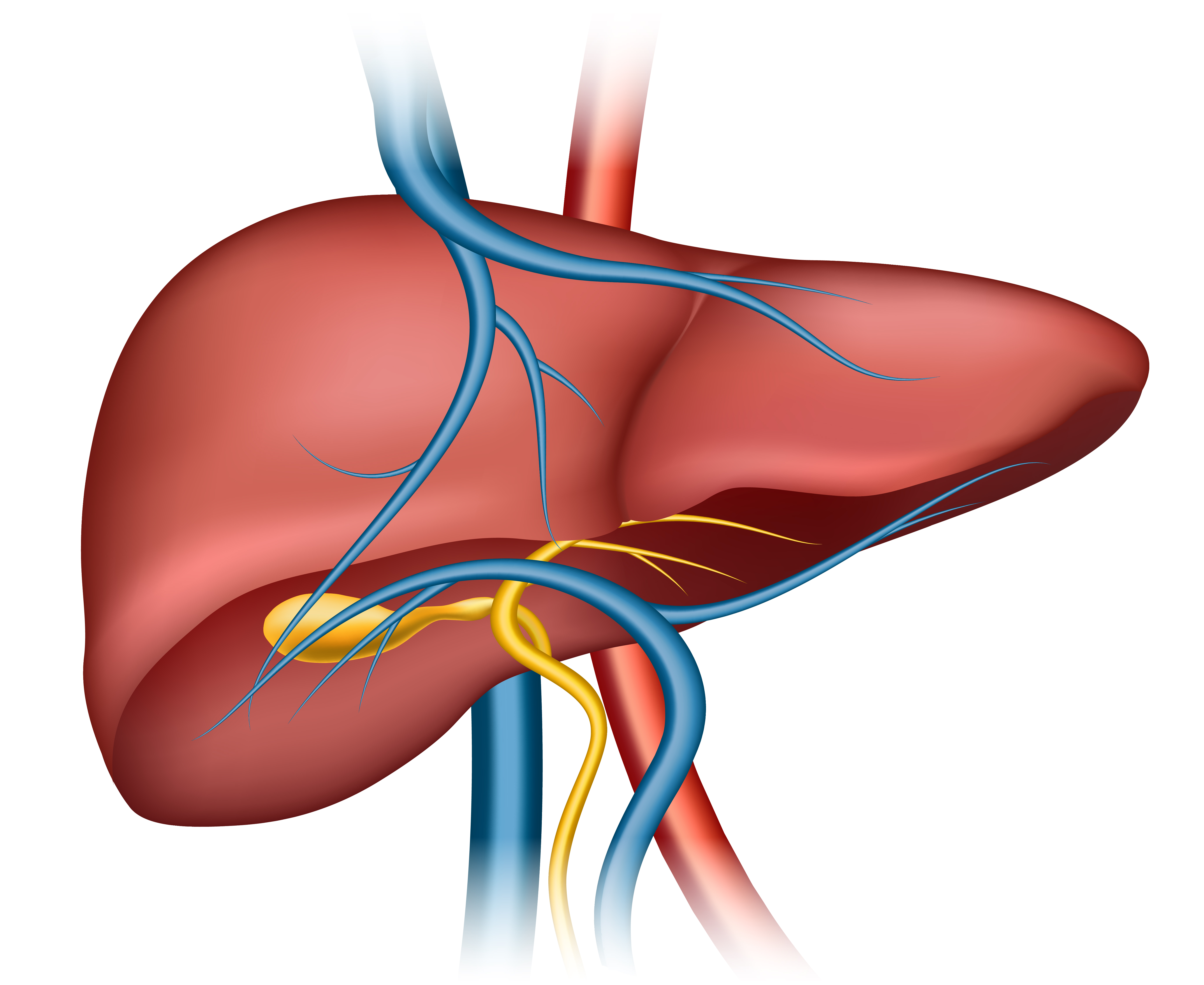 Hepatitis